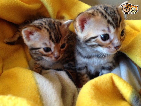 REGALO  bellissimi cucciolata di bengala  bellissimi cucciolata di bengala visibili i genitori preno