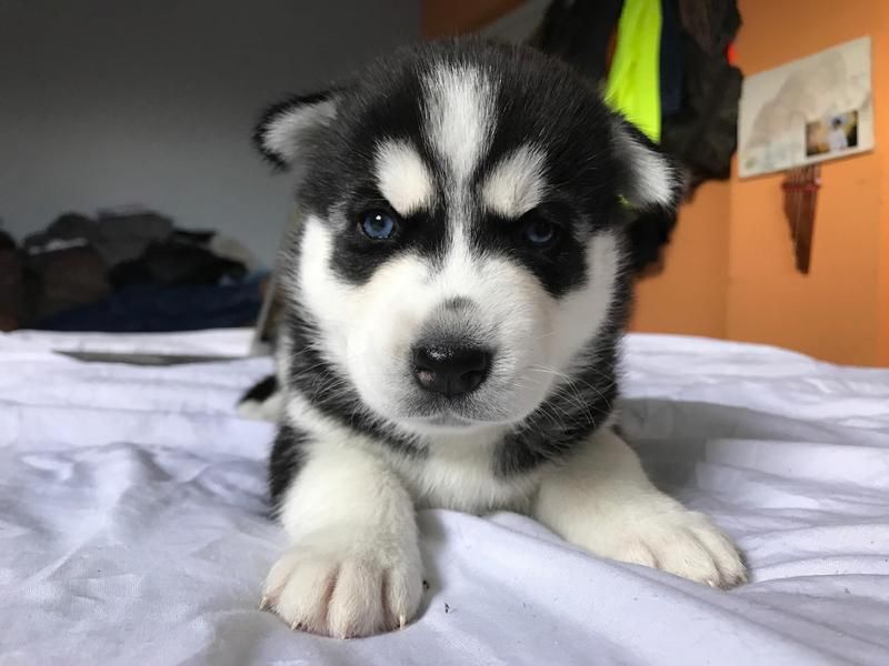 Regalo cuccioli di Siberian Husky