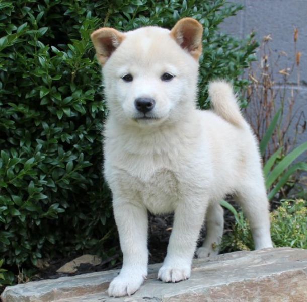Regalo cuccioli di Shiba Inu disponibili per l'adozione