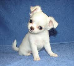 Adorabili cuccioli di micro chihuahua femminucce e maschietti disponibili per l'adozione gratuita i 