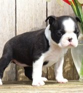 REGALO Cuccioli Boston terrier Maschio e Femmina