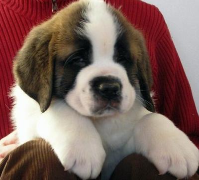 Adorabili cuccioli di san bernardo femminucce e maschietti disponibili
