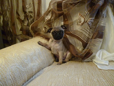 carlino cucciolo vendo
