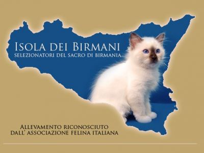 Cuccioli Gatto Sacro di Birmania
