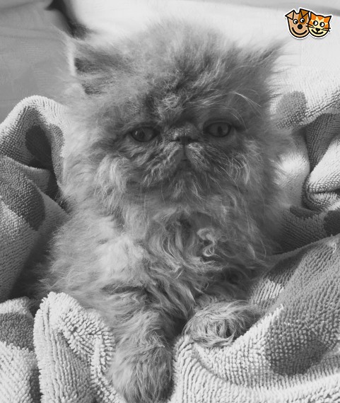  Belle gattini persiano