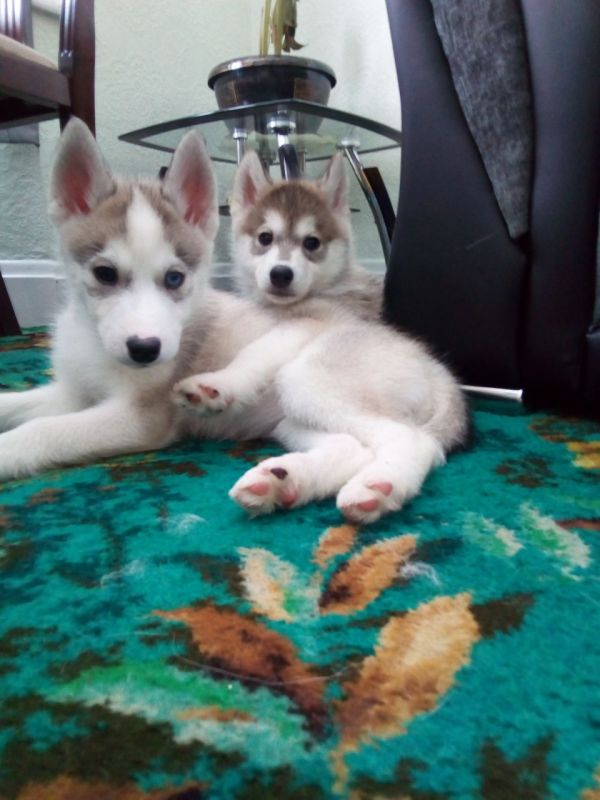 Regalo Husky