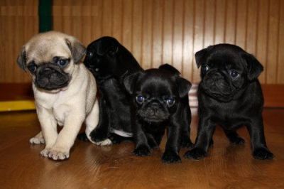  Cuccioli di carlino