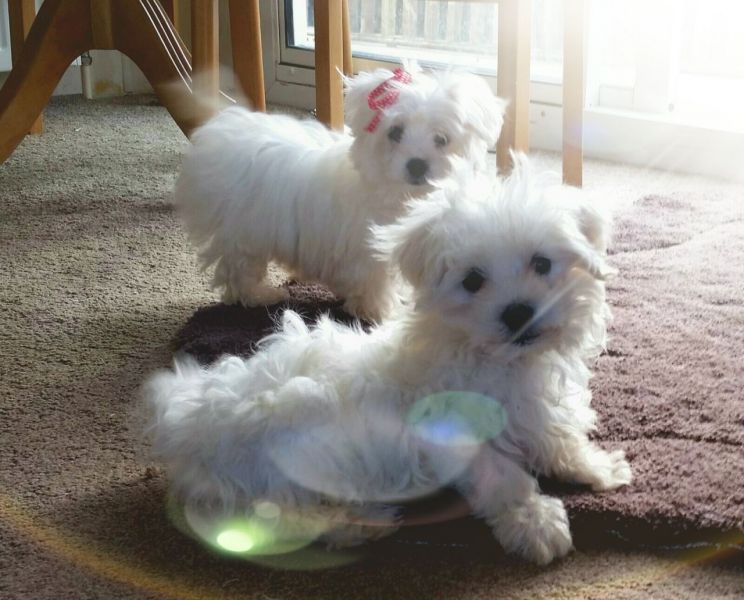  Cuccioli maltese mini toy con pedigree 