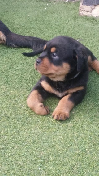 REGALO Cuccioli di rottweiler 1 femmine e un maschietto.