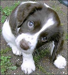 Cuccioli di English Springer Spaniel ( per regalo )
