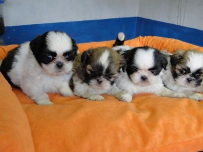cuccioli shitzu