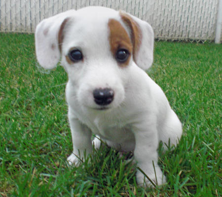 Voglio ri-casa il mio cucciolo di jack russdi pura razza ad una casa che ama gli animali domestici .
