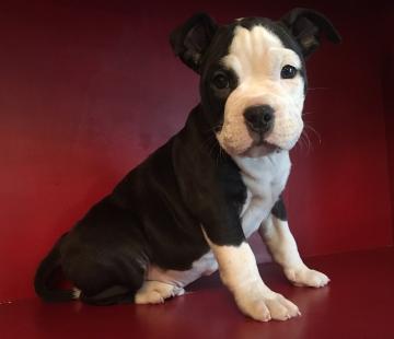 American Bully Cuccioli 