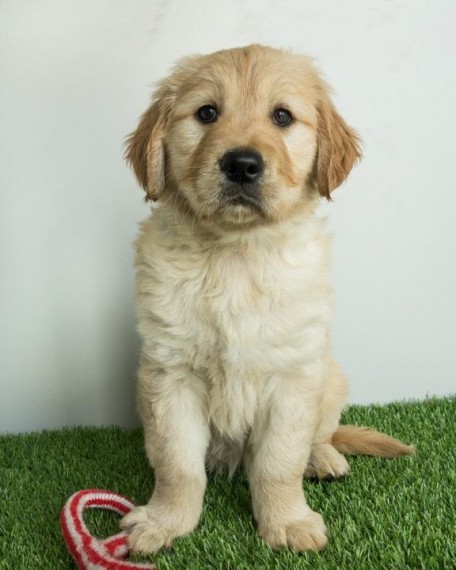 Regalo Cuccioli di Golden retriever in pronta consegna i cuccioli verranno Dato dopo 90 giorni dalla