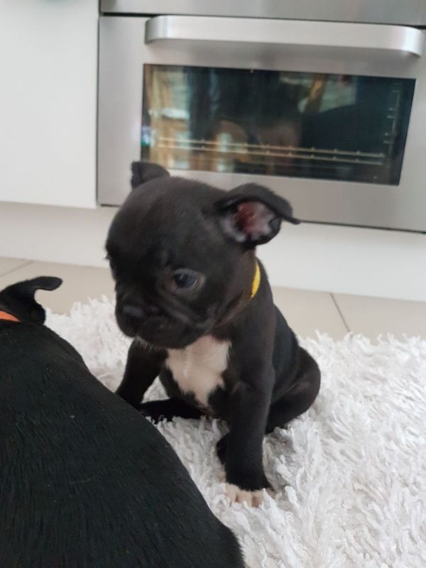 Bellissimi cuccioli di bouledogue francese