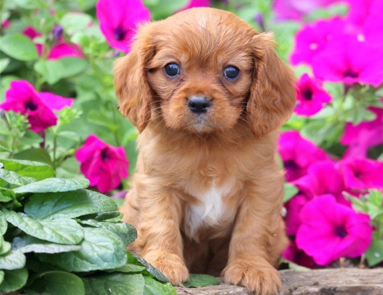 Regalo Cavalier King Disponiamo di una cucciolata di Cavalier King, i cuccioli verranno Dato dopo 90