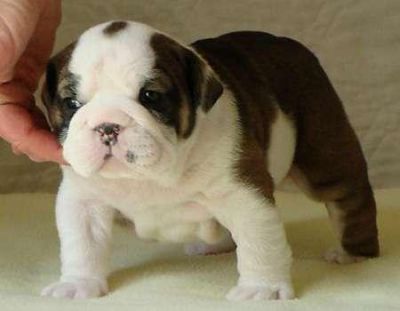 Regalo Bulldog inglese con pedigre