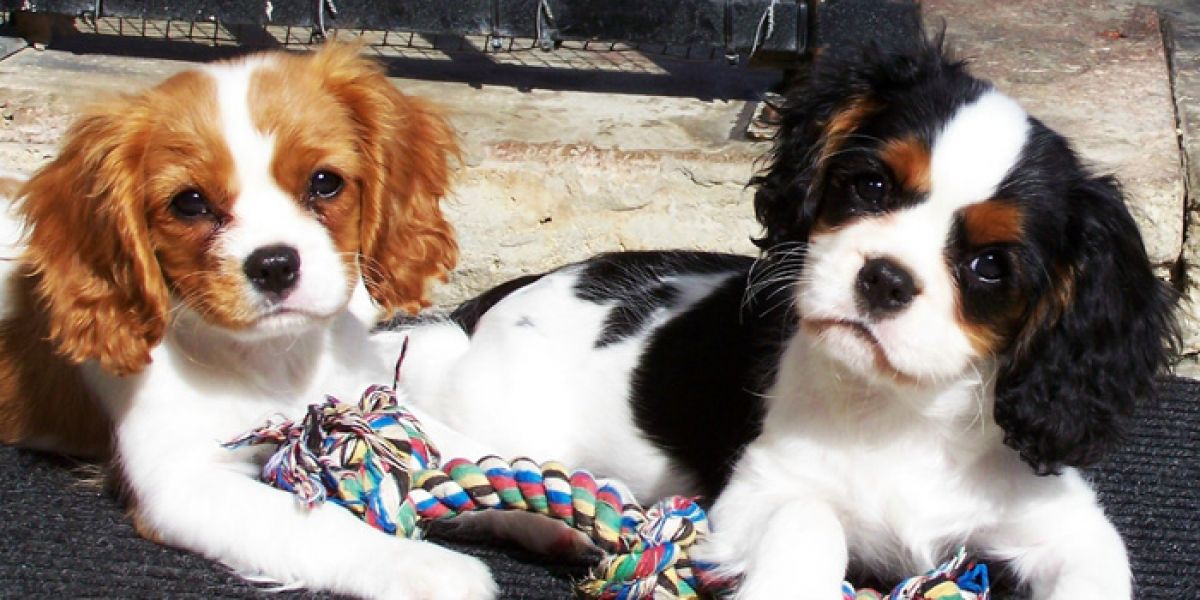 Cucciolata di cavalier king 