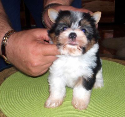 Yorkshire - Biewer cuccioli particolari, pregiati