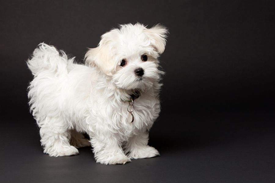 Bellissimi cuccioli di maltese di 10 settimane