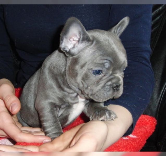 Bulldog francese con pedigree ENCI ( p trattabile)
