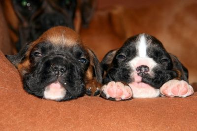 boxer cuccioli