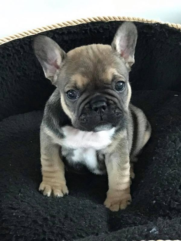  cuccioli di Bulldog Francese  ( Gratis )