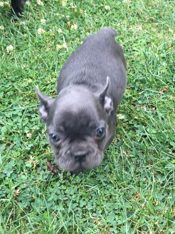 Maschio e femmina adorabile bulldog francese  cuccioli disponibili per l'adozione