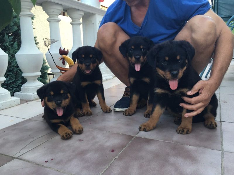  cuccioli di ROTTWEILER   ( per regalo )