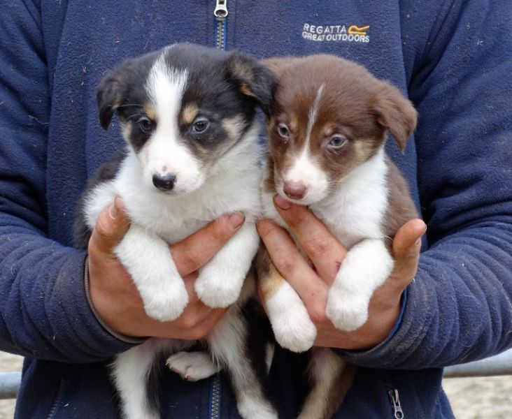 Adorabili cuccioli di border collie femminucce e maschietti disponibili