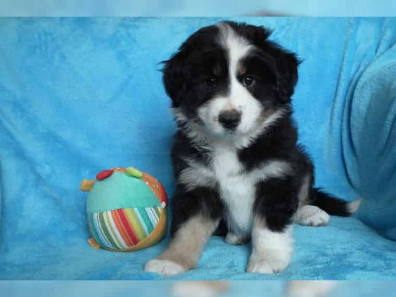 Cuccioli di AUSTRALIANO PASTORE  ( per regalo )