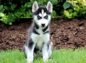 Regalo cuccioli di Siberian Husky