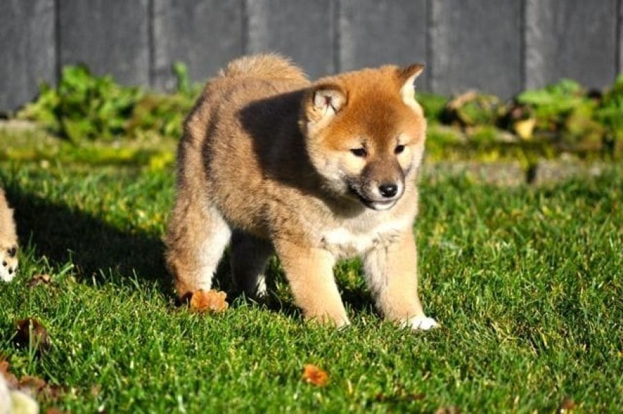 Sani cuccioli di shiba inu 