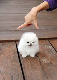 Disponibili Volpini della Pomerania.