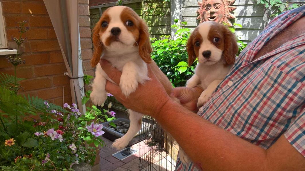 Regalo Cavalier King Disponiamo di una cucciolata di Cavalier King, i cuccioli verranno Dato dopo 90