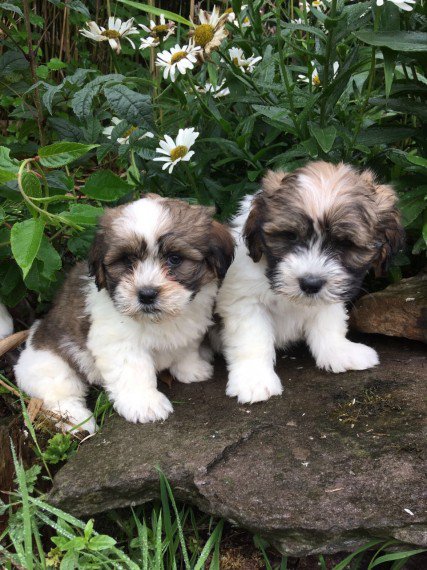 REGALO shih tzu Cuccioli  Abbiamo due di questi cuccioli. un maschio e una femmina. sono molto sani 