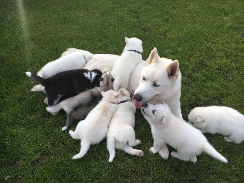 Regalo Husky