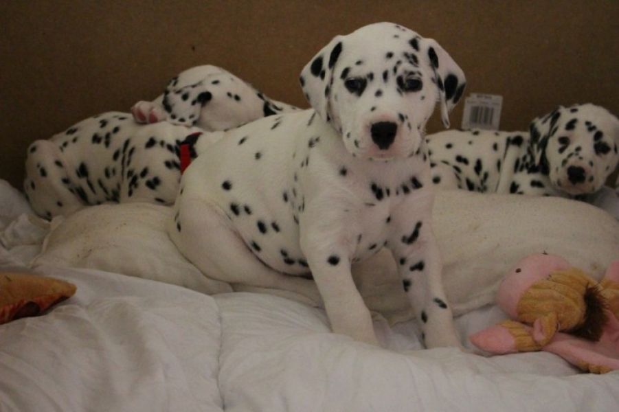  cuccioli di dalmata  femminucce e maschietti disponibili . i cuccioli sono vaccinati sverminati cip