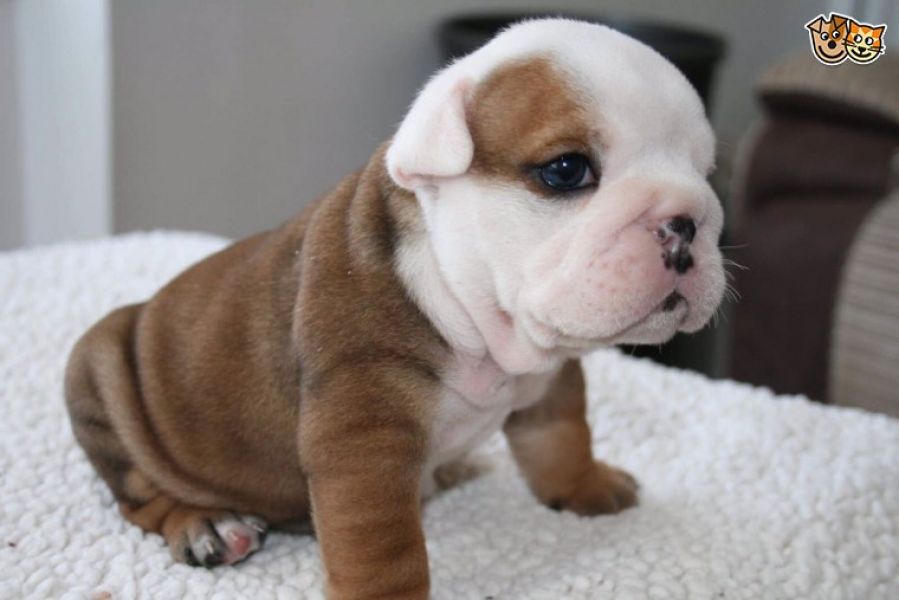 Regalo Bulldog inglese cuccioli disponibili