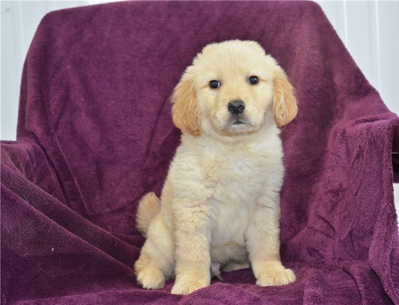 Regalo Cuccioli di Golden retriever in pronta consegna i cuccioli verranno Dato dopo 90 giorni dalla