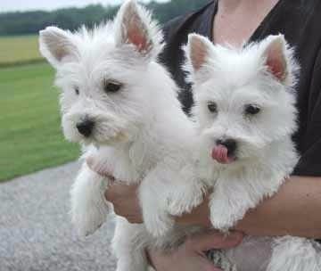  Cuccioli di West highland per adozione ( regalo  )