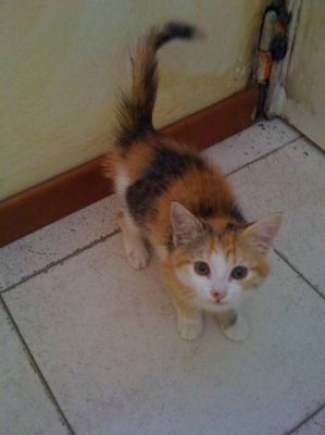 Maria Callas gattina cerca casa