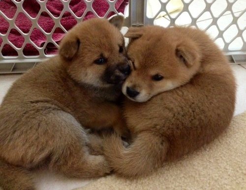   regalo cuccioli di Shiba Inu disponibili per l'adozione