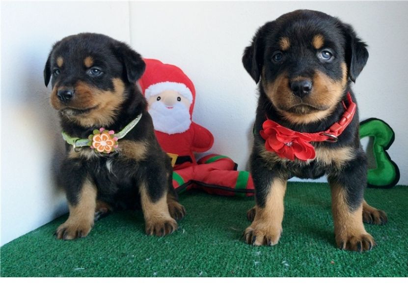 Bellissimo cuccioli di rottweiler (maschio e femmina) in regalo