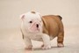 Disponibili cuccioli di Bulldog inglese  Disponibili cuccioli di Bulldog inglese..