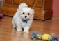 Disponibile cuccioli di Maltese Toy maschi e femmine.