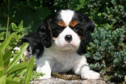 Regalo cuccioli di cavalier king charles. .... 