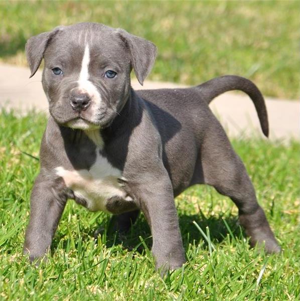 Regalo Cuccioli pitbull