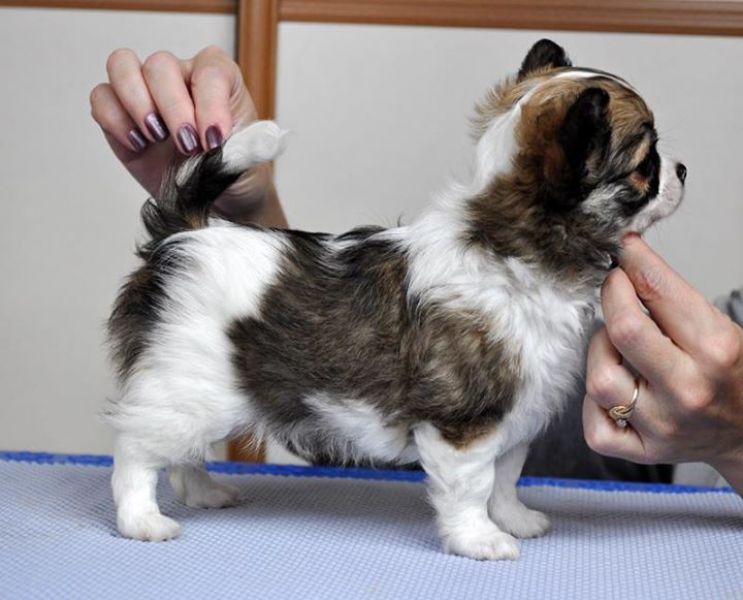  cuccioli di chihuahua  per adozione ( regalo  )