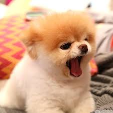 Regalo volpino di pomerania italiano CUCCIOLI